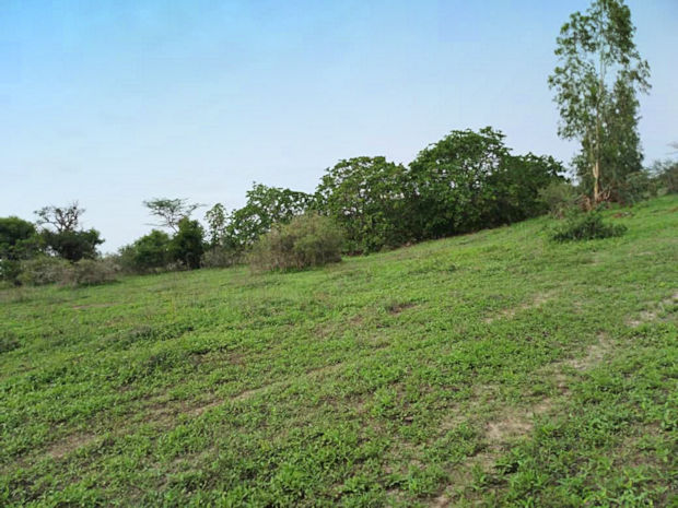 Senegal Agrarland bei Thies zum Kaufen Immobilienmakler fr Ackerland in Afrika