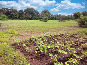 Grundstck fr Landwirtschaft in Sri Lanka der Nord-Zentralprovinz
