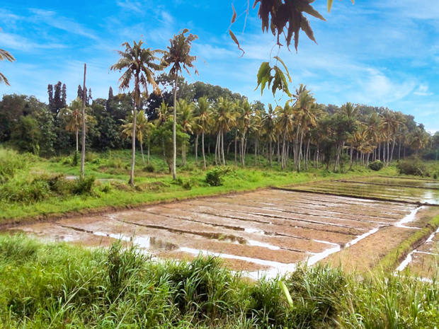 Agrarland fr Reisanbau in Sri Lanka zum Kaufen