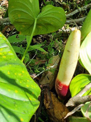 Botanik im tropischen Regenwald von Ecuador