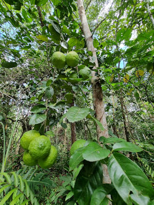 Regenwald in Sdamerika Ecuador