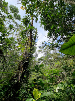 Waldflche in Ecuador zum Kaufen