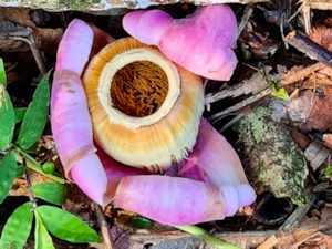 Flora im Regenwald von Ecuador