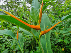 Pflanzen im Urwald von Ecuador