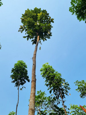 tropische Waldflche in Ecuador