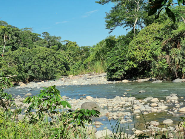 tropischer Regenwald in Ecuador mit Flulandschaft zum Kaufen