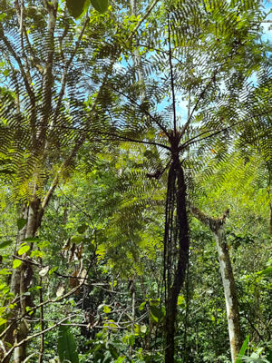 Flora im tropischen Regenwald von Ecuador