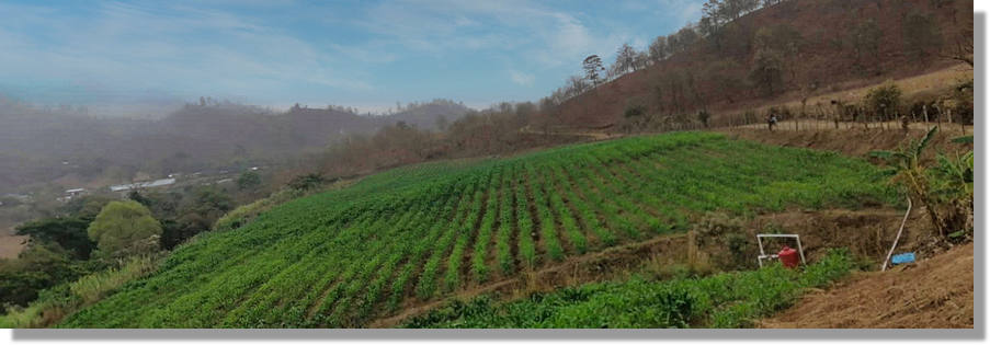 Plantagen Farmland Farmen Agrarland in El Salvador Mittelamerika kaufen vom Immobilienmakler Auslandsimmobilien