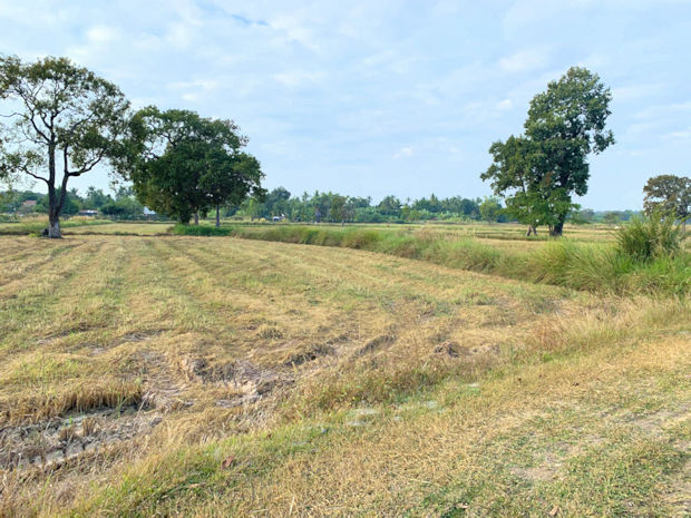 Agrarland Ackerland  in Thailand zum Kaufen