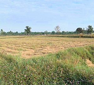 Agrarland in Thailand zum Kaufen
