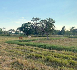 Farmland bei Surin in Thailand