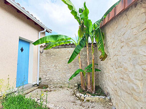 Bananenpflanze auf dem Grundstck vom Ferienhaus