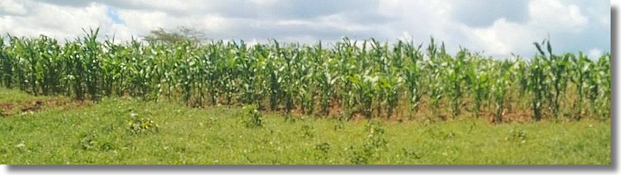Agrarlanf Ackerland Farmland in Afrika Kenia zum Kaufen vom Immobilienmakler