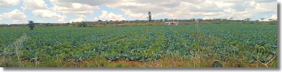 Agrarland Farmland in Kenia zum Kaufen