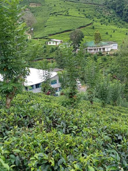 Unterknfte der Angestellten der Teefelder In Sri Lanka