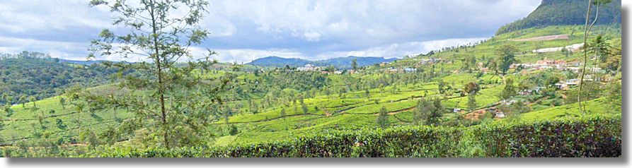Südostasien Teeplantagen zum Kaufen