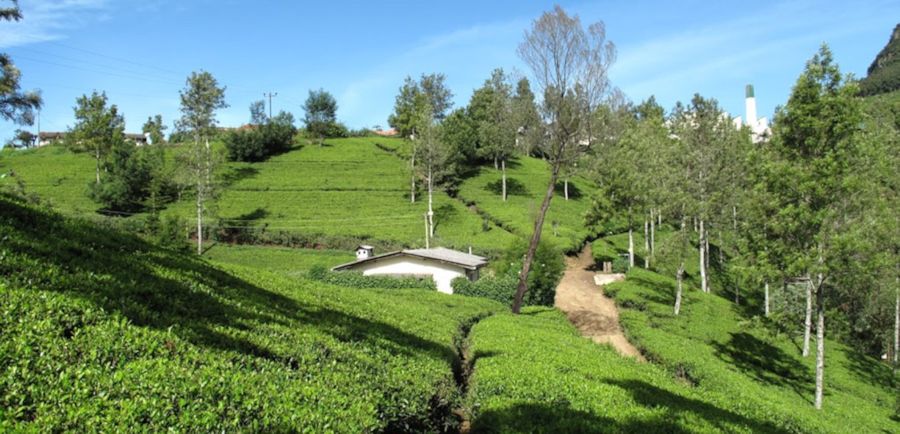 Plantage mit Teefeldern in Sri Lanka