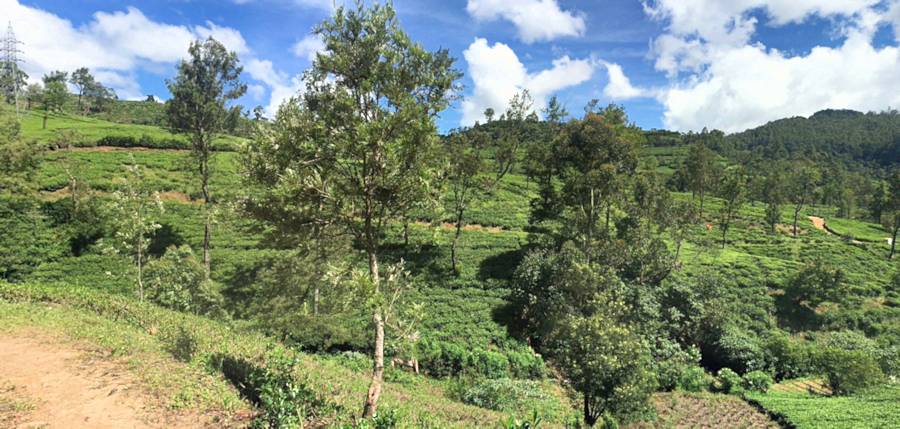 Teeplantage mit Teefeldern in Sri Lanka zum Kaufen