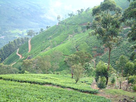 Teeplantage zum Kaufen in Sri Lanka