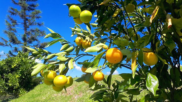 Obstbume auf dem Grundstck des Hotels