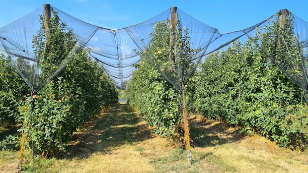 Apfelplantage mit Hagelschutznetzen in Serbien Apfelplantage mit Hagelschutznetzen in Serbien