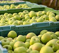 Apfelernte der Plantage in Serbien Apfelernte der Plantage in Serbien