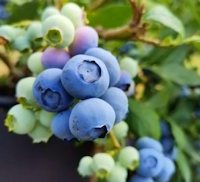 Heidelbeeren der Blauberrplantage in Serbien Heidelbeeren der Blauberrplantage in Serbien