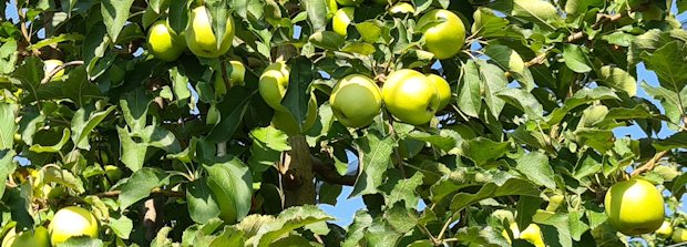 Apfelfarm in Serbien Apfelfarm in Serbien