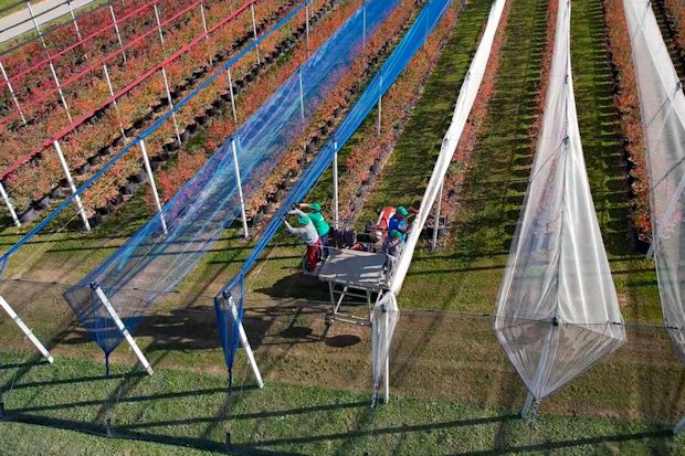 Hagelschutznetze für Blaubeerplantagen Hagelschutznetze für Blaubeerplantagen