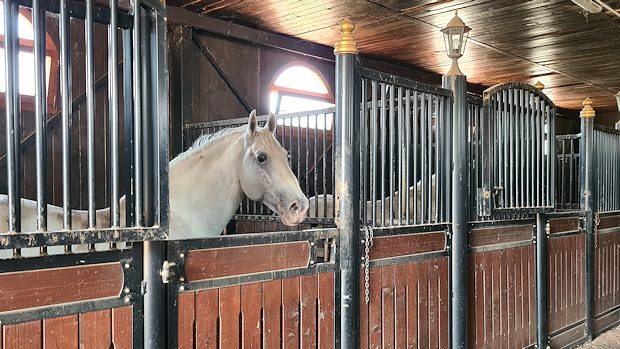 Pferdestallung der Blaubeerplantage in Serbien Pferdestallung der Blaubeerplantage in Serbien