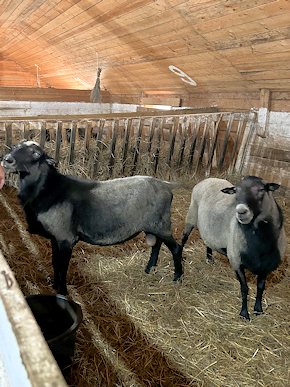 Schafe der Schafzucht Schafe der Schafzucht