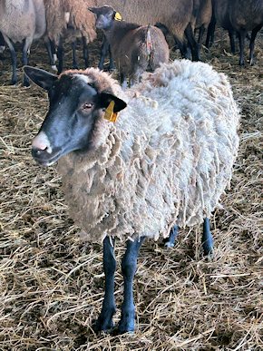 Schaf Rasse Romanov Schaf Rasse Romanov