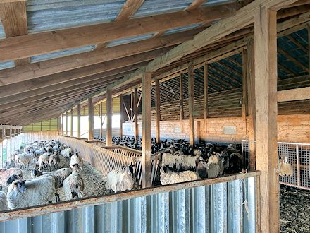 Schafstall der Schaffarm Schafstall der Schaffarm