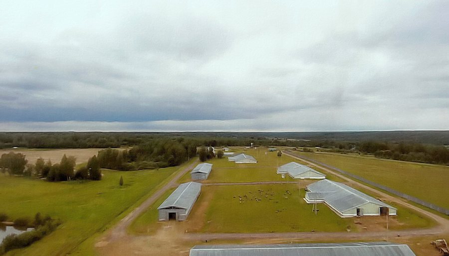 russische Schafzucht zum Kaufen russische Schafzucht zum Kaufen