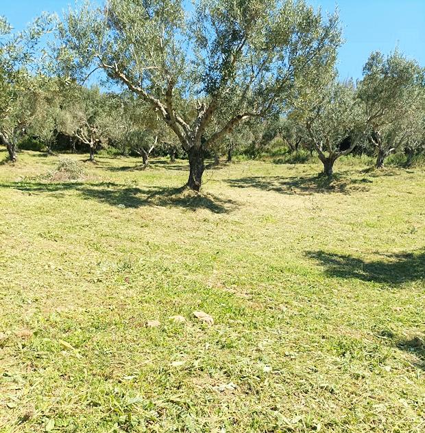 Olivienplantage auf Peloponnes Messenien Griechenland