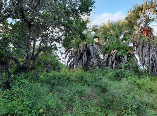 Grundstck Farm Plantage in Tansania zum Kaufen