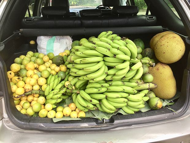 Ernte der Obstplantage in Tansania