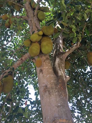 Plantage in Tansania