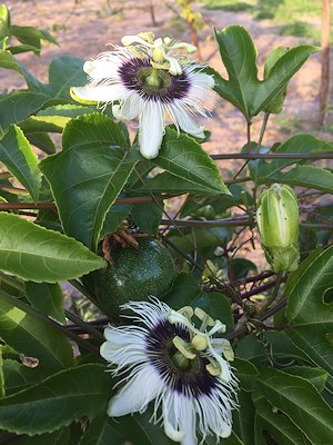 Farm in Tansania zum Kaufen