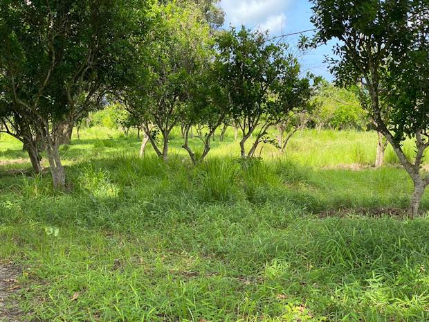 Grundstck Obstfarm in Kerege Tansania