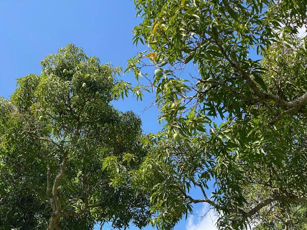 Plantage in Tansania kaufen