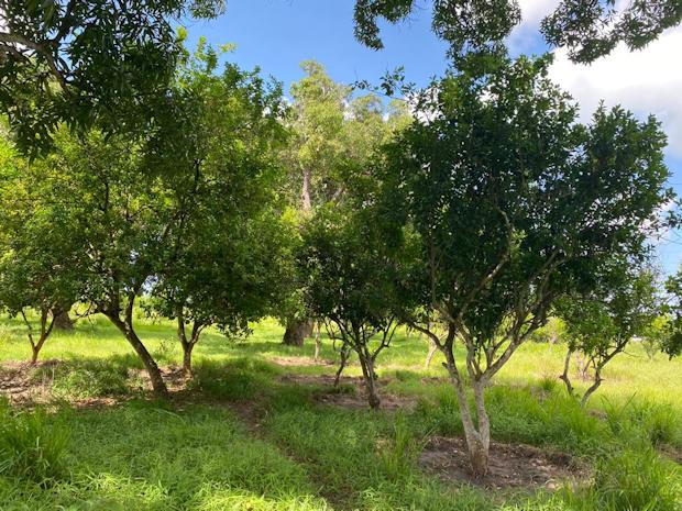 Obstplantage Grundstck bei Bagamoyo Tansania