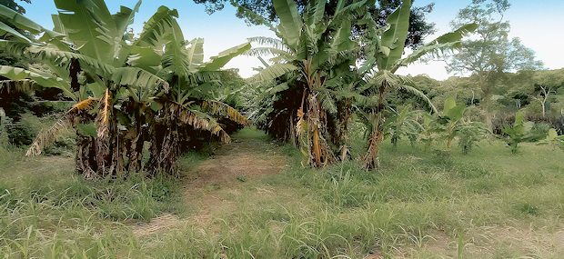Landwirtschaft mit Anpflanzungen für Bananen Landwirtschaft mit Anpflanzungen für Bananen