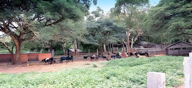 Farmland mit Viehzucht Farmland mit Viehzucht