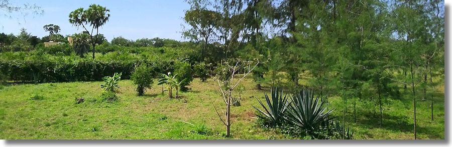 Grundstcke Baugrundstcke am Kinondo Beach in Kenya zum Kaufen