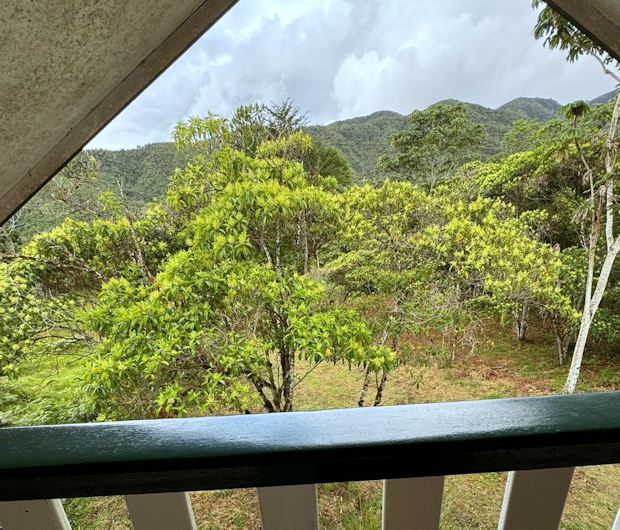 Blick in den Naturwald vom Ferienhaus