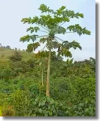Farmland Grundstck in Ghana der Eastern Region