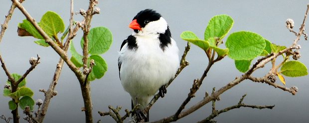 Flora der Ferienanlage