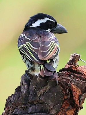 Security der Ferienanlage