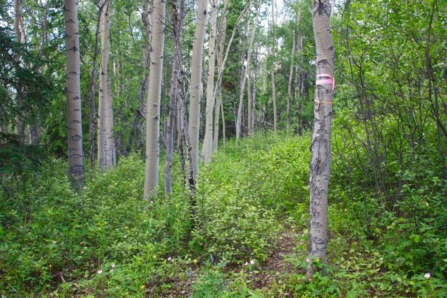 Grundst�ck am Atlin Lake